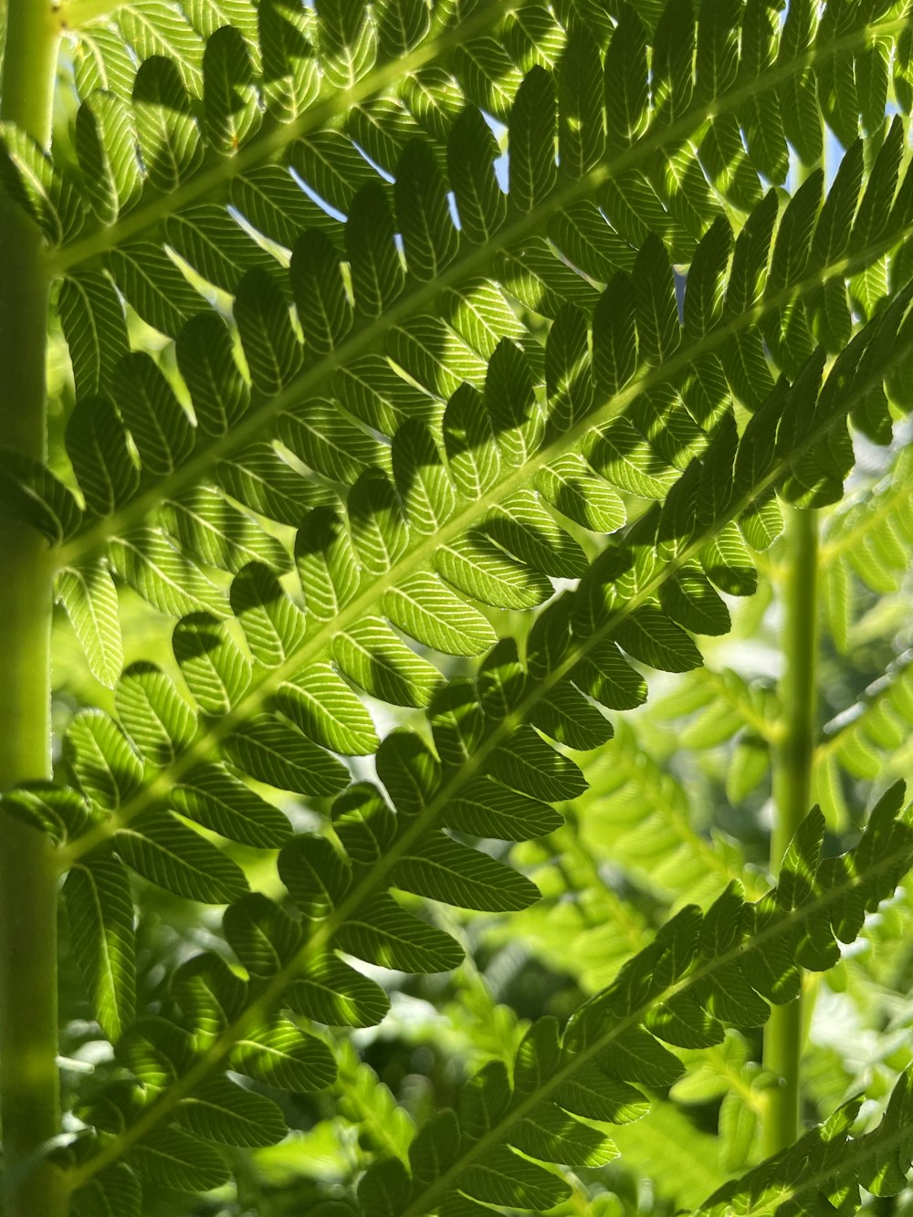 Un primo piano di una pianta verde con molte foglie