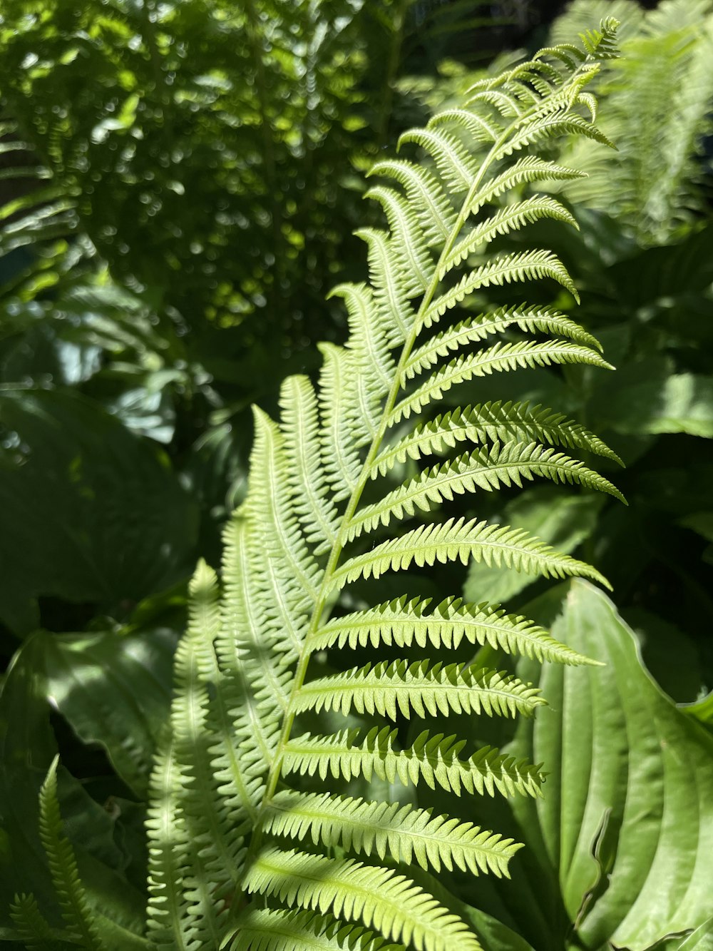 a close up of a green plant with lots of leaves