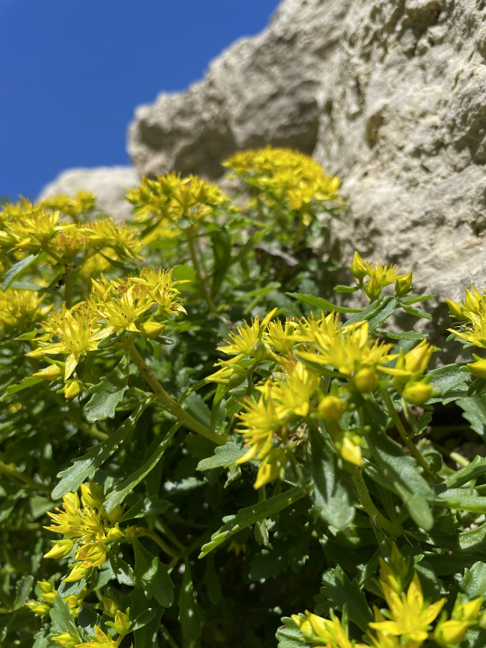 a close up of a plant with yellow flowers