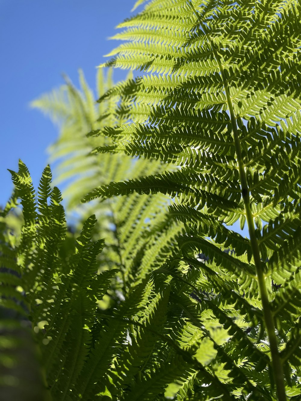 a close up of a green plant with a blue sky in the background