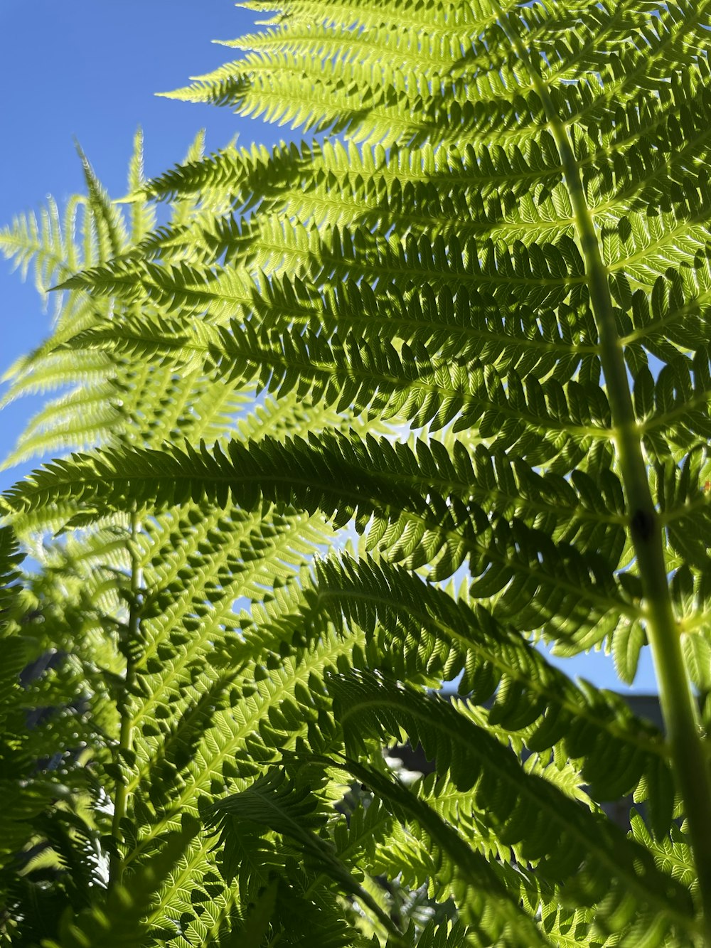 a close up of a green plant with a blue sky in the background