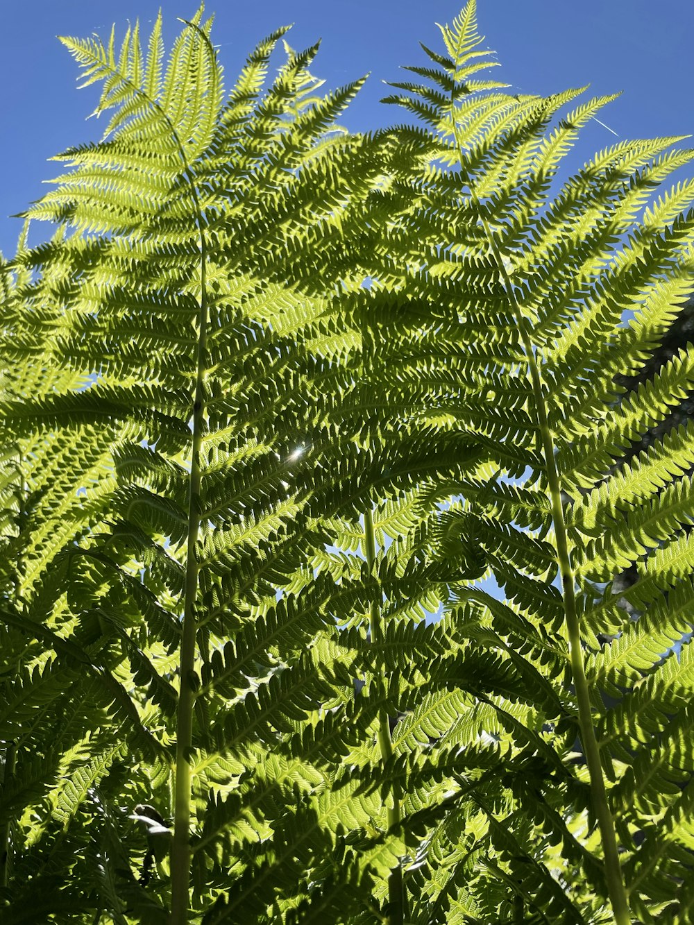 a close up of a green plant with a blue sky in the background