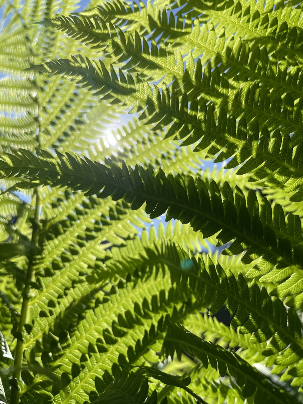 Un primo piano di una pianta a foglia verde