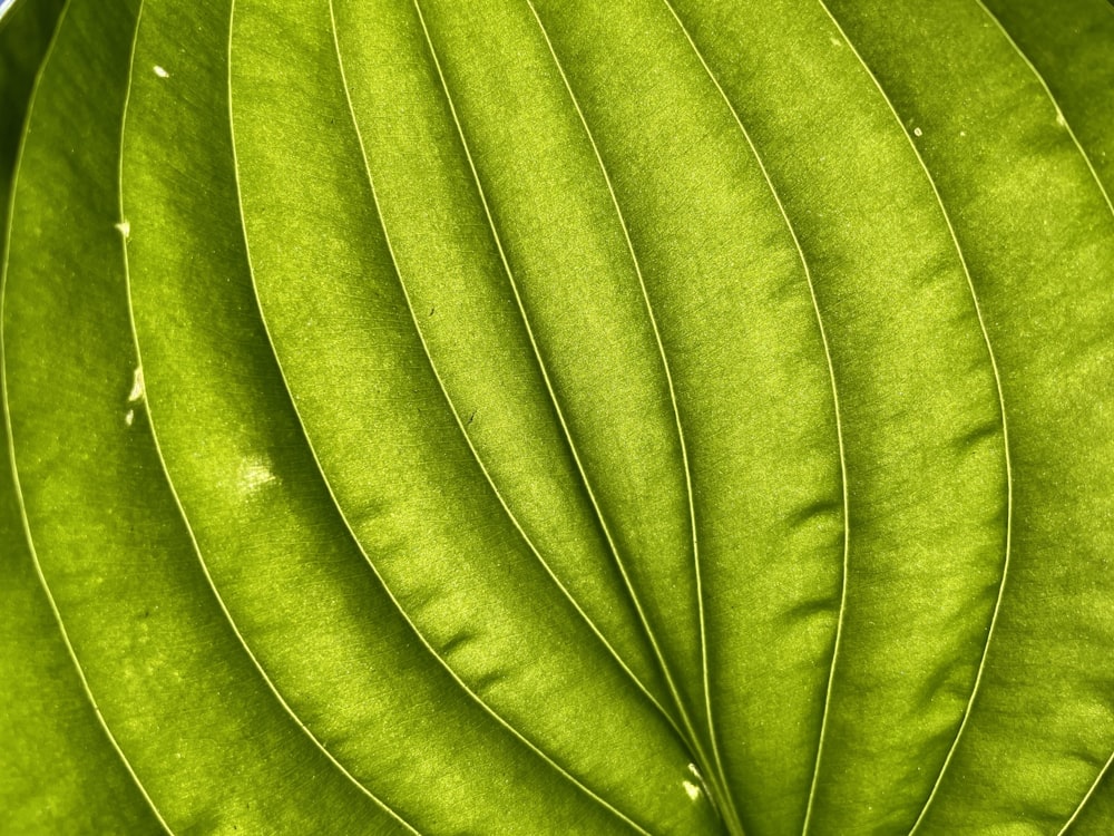 a close up view of a green leaf