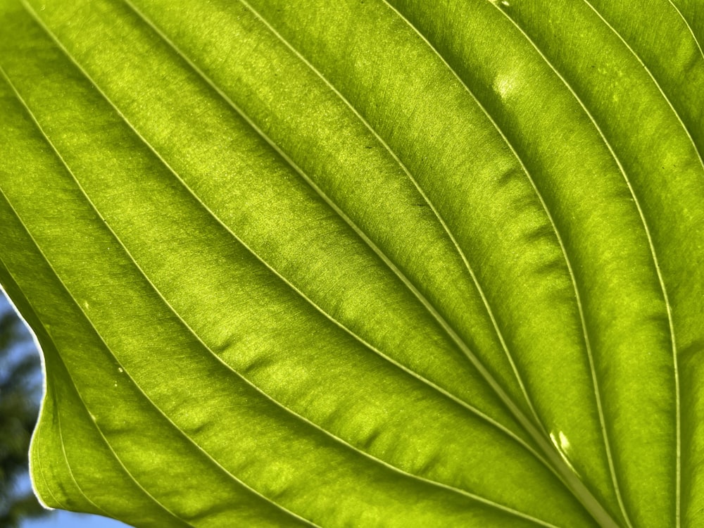 un primo piano di una grande foglia verde