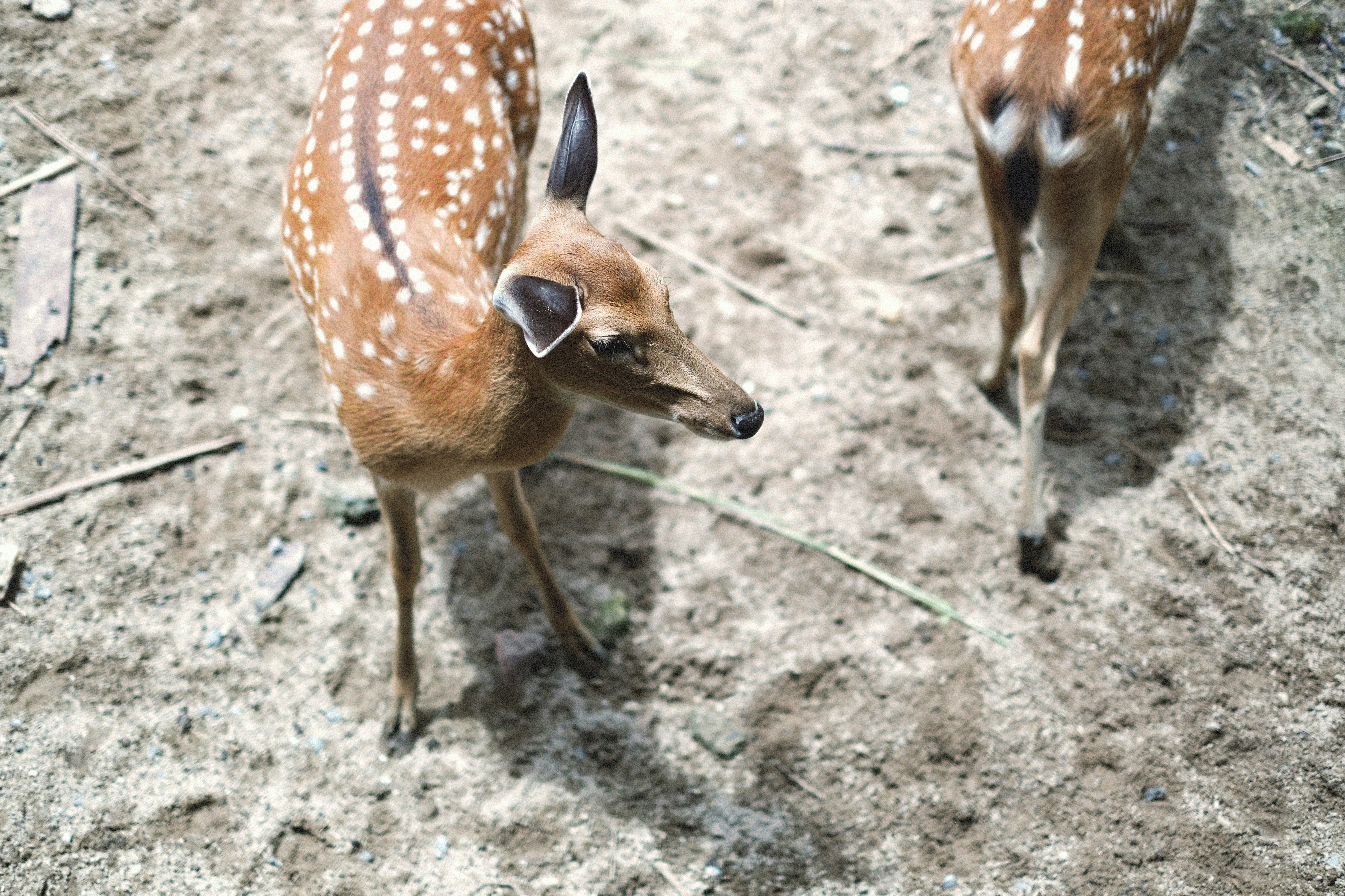 Photo by alexeydemidov