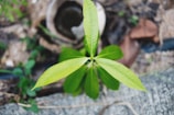 A close-up of a green plant growing in soil.