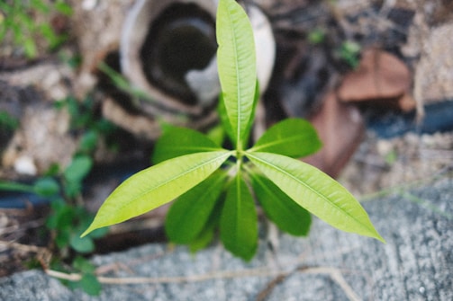 A close-up of a green plant growing in soil.