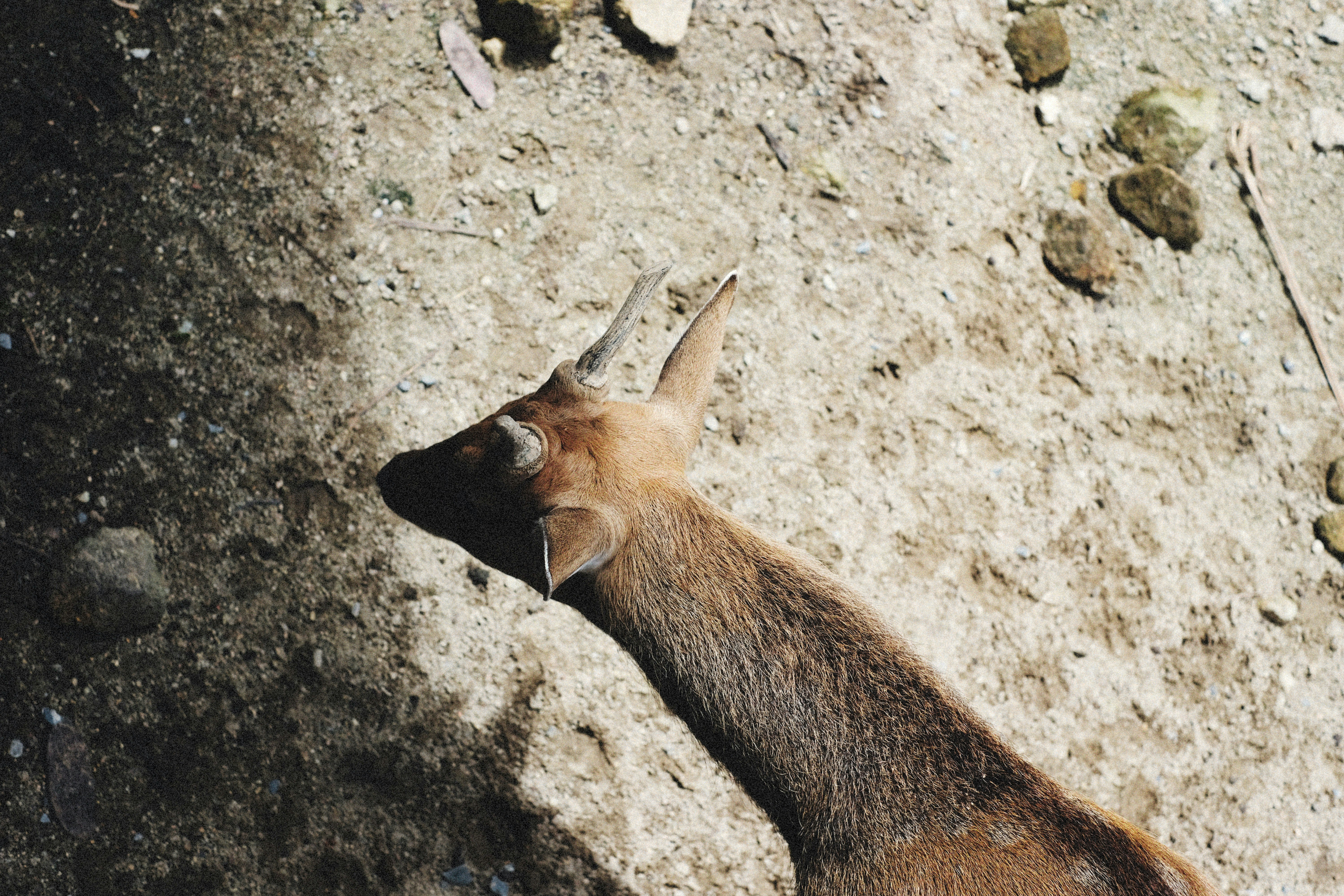 Photo by alexeydemidov