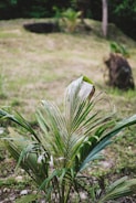 A young palm plant with long, slender leaves stands prominently in the foreground. The background features a grassy terrain with patches of darker greenery and some blurred trees. The scene suggests a natural, outdoor environment.