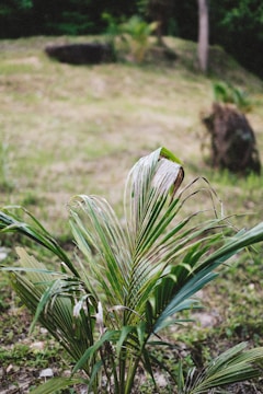 A young palm plant with long, slender leaves stands prominently in the foreground. The background features a grassy terrain with patches of darker greenery and some blurred trees. The scene suggests a natural, outdoor environment.