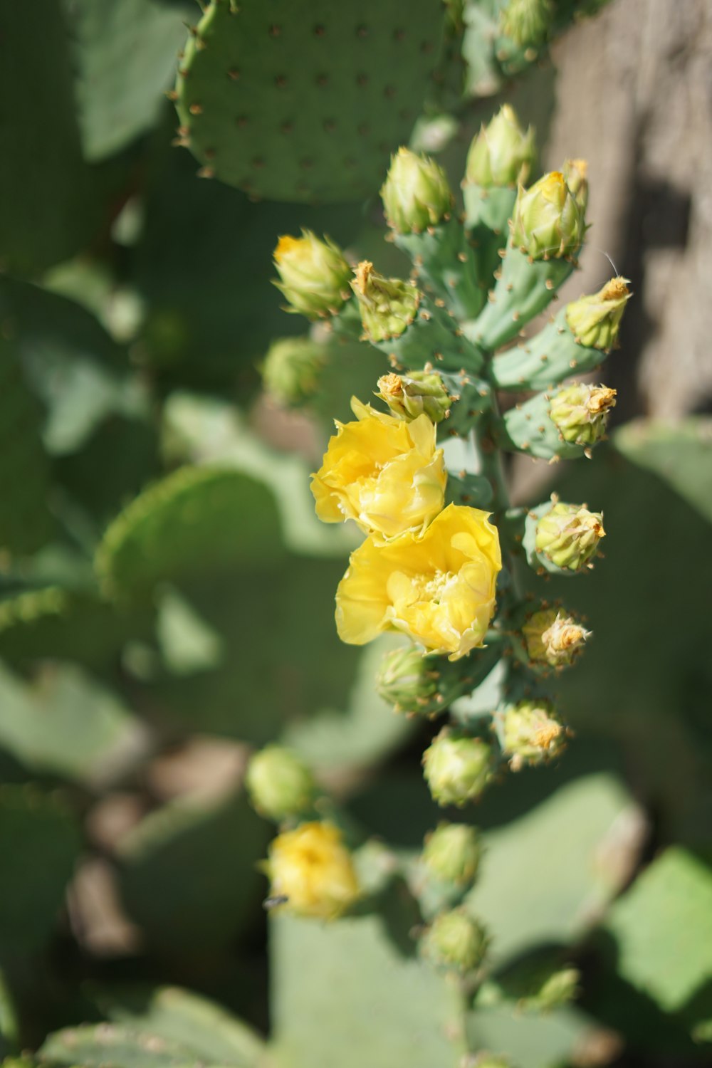 a close up of a yellow flower on a plant