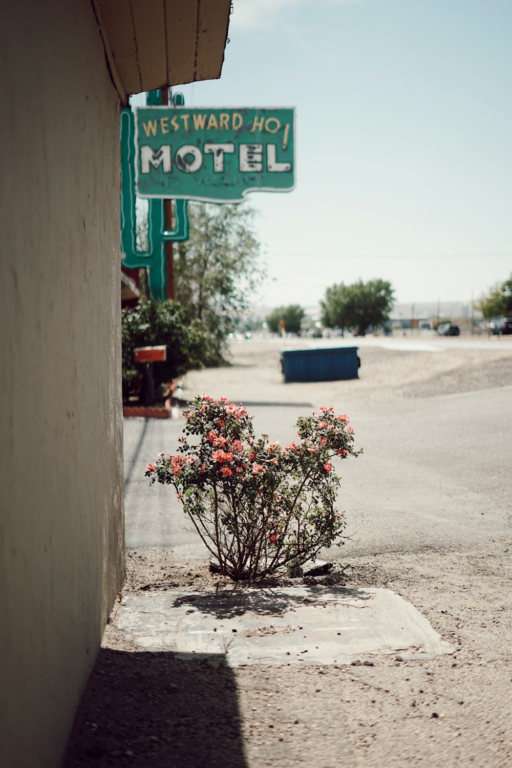 a small plant in the middle of the street