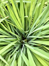 a close up of a green plant with lots of leaves
