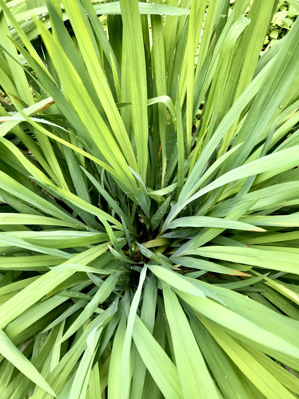 a close up of a green plant with lots of leaves