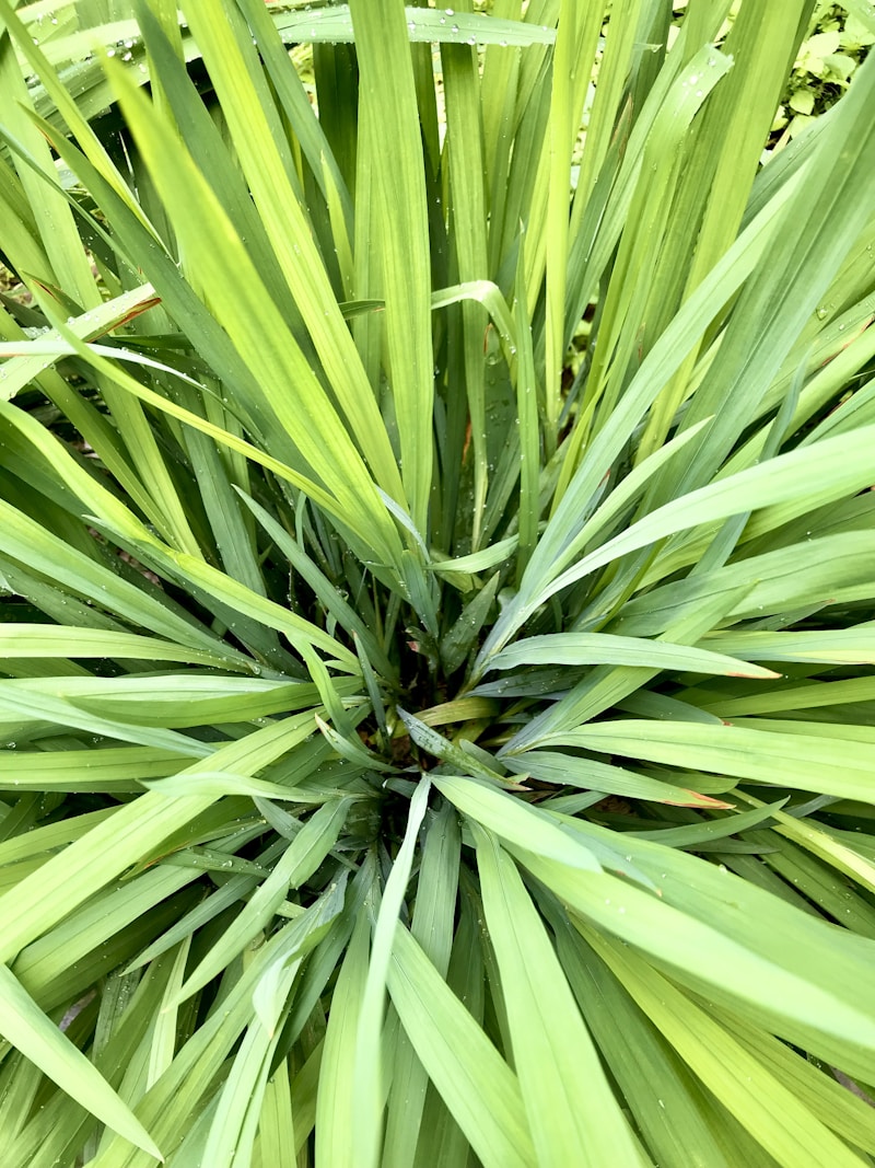 Citronela (*Cymbopogon nardus*) — Maceta Grande