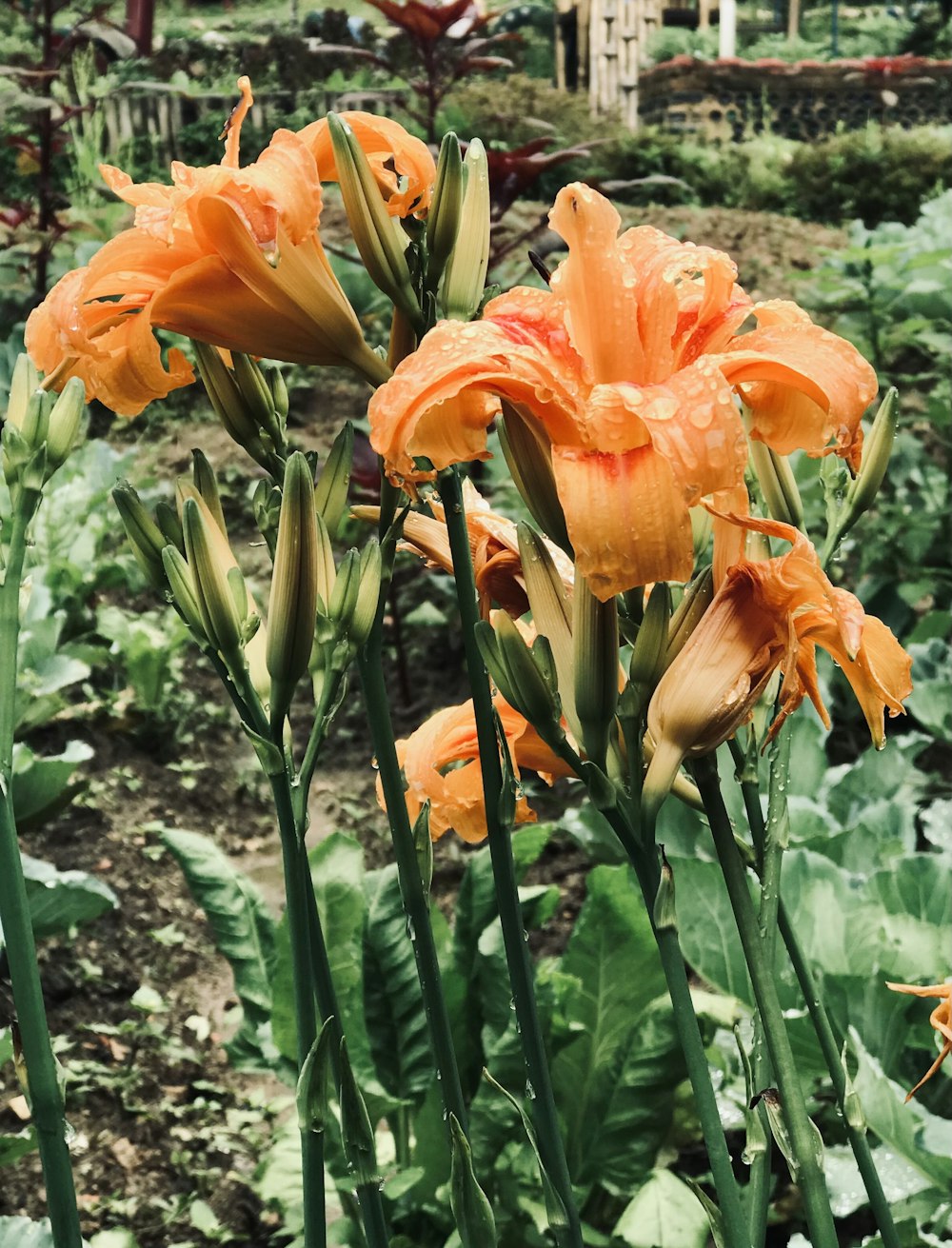 a group of orange flowers in a garden