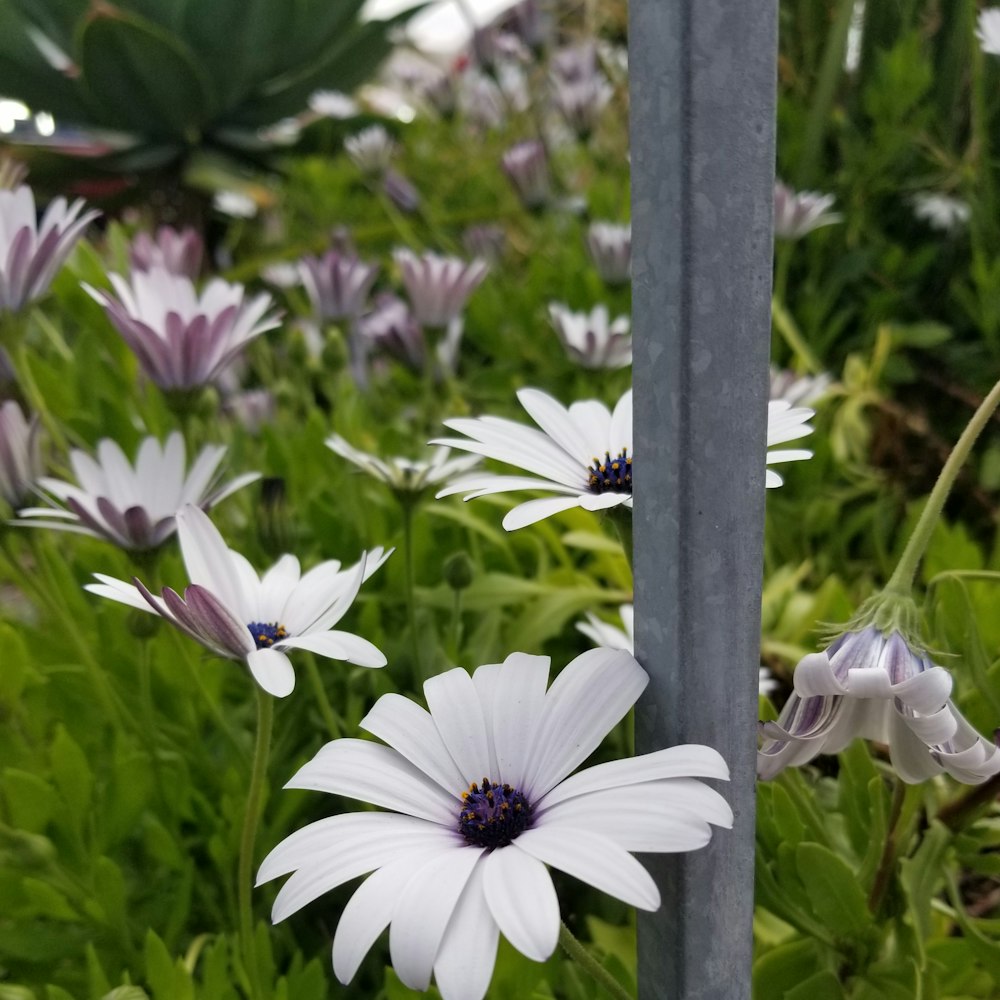 a bunch of flowers that are in the grass