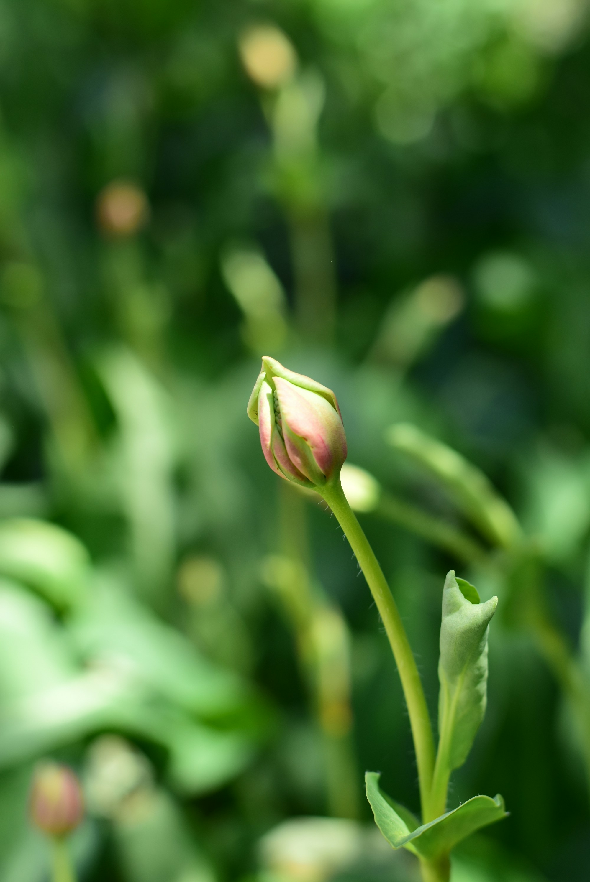 Photo by kameliahayati