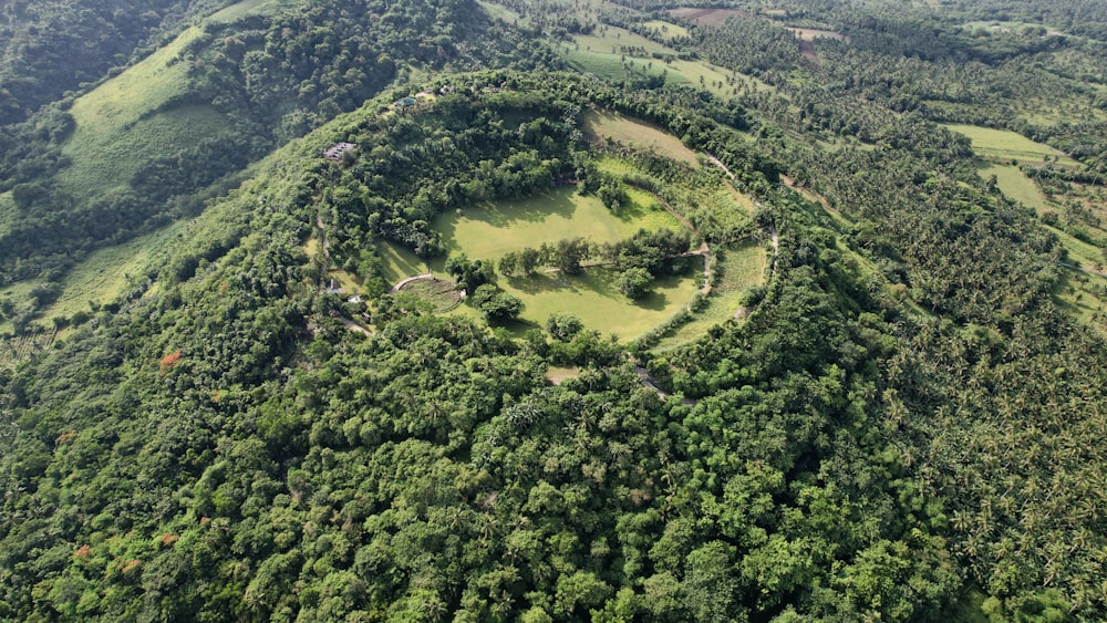 an aerial view of a lush green forest