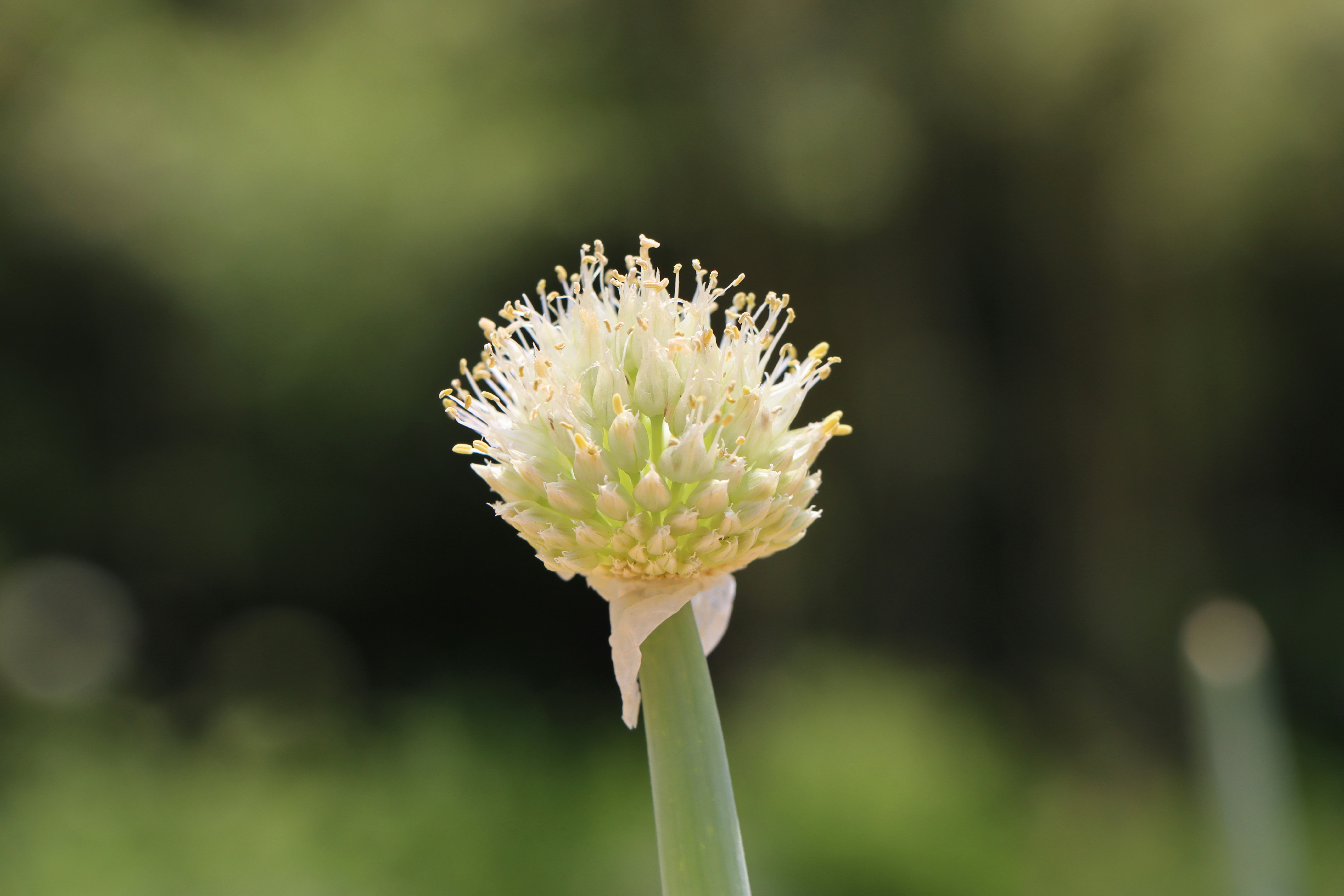 a close up of a flower with a blurry background