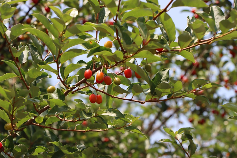 a tree filled with lots of green leaves and red berries