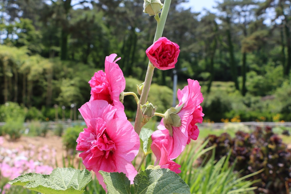 a close up of pink flowers in a garden