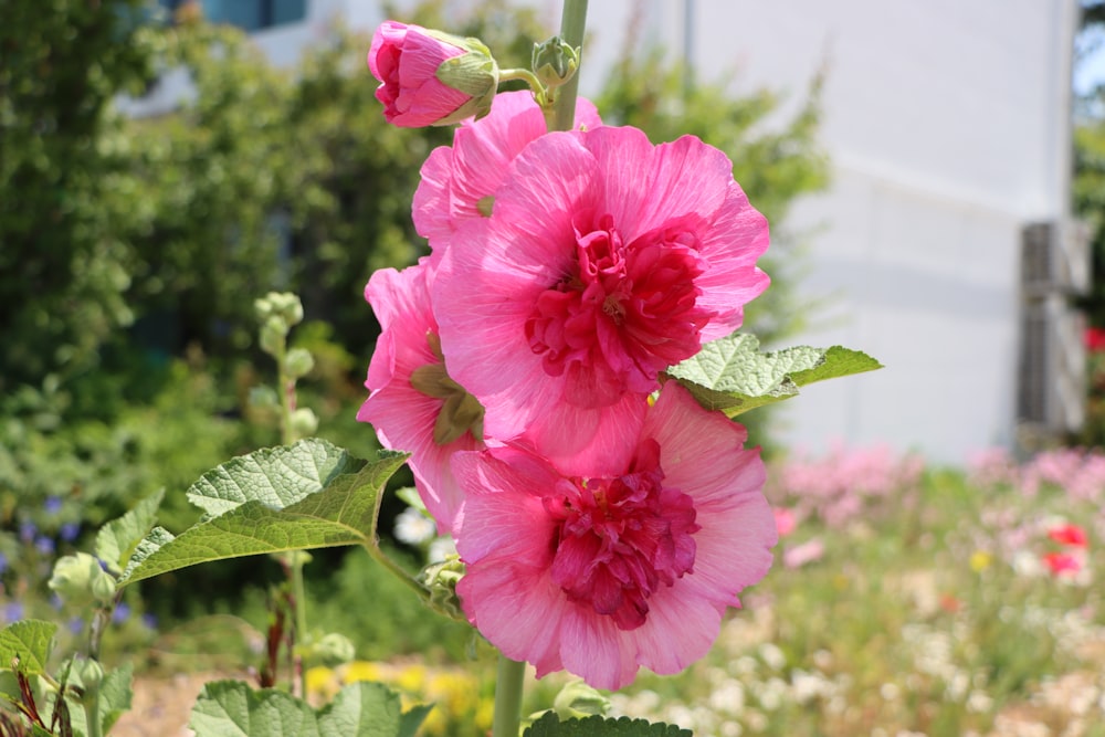 uma flor rosa está florescendo em um jardim