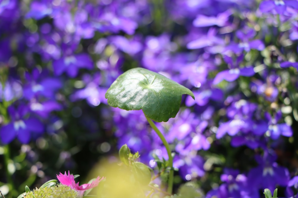 a close up of a plant with purple flowers in the background