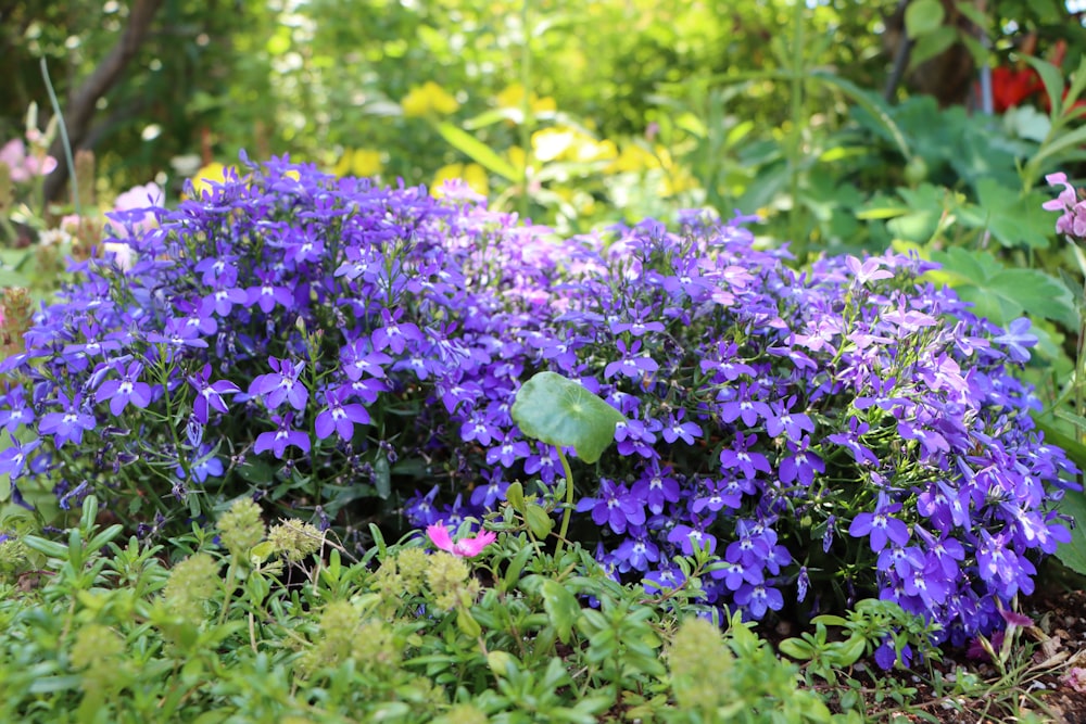 a bunch of purple flowers in a garden
