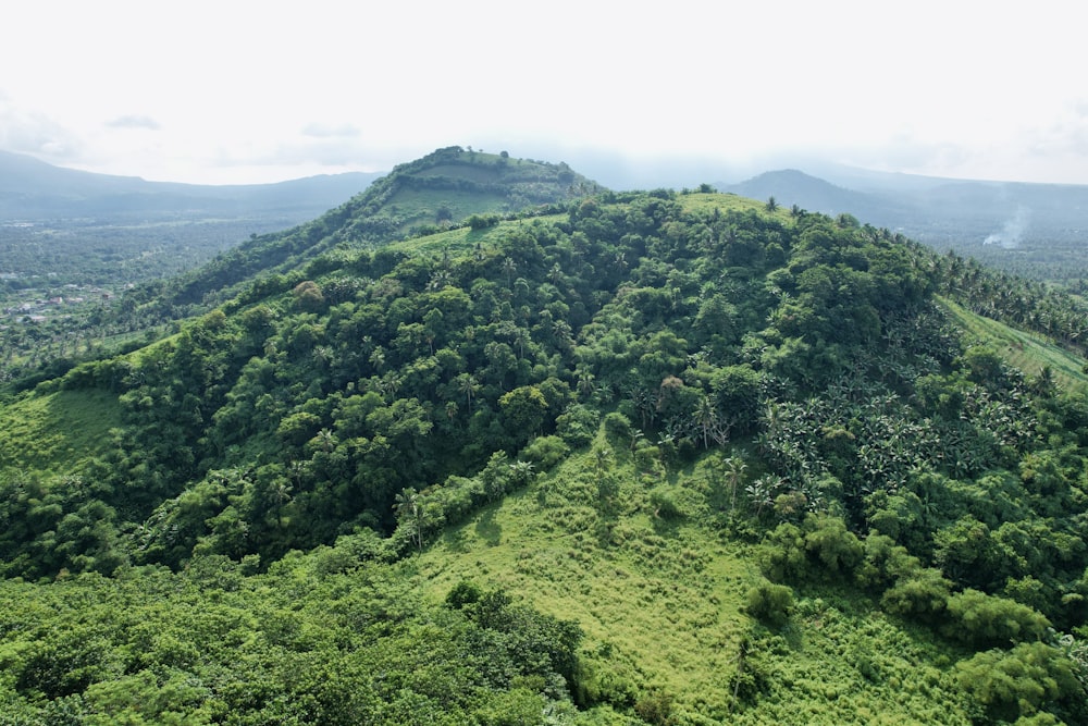 a lush green hillside covered in lots of trees