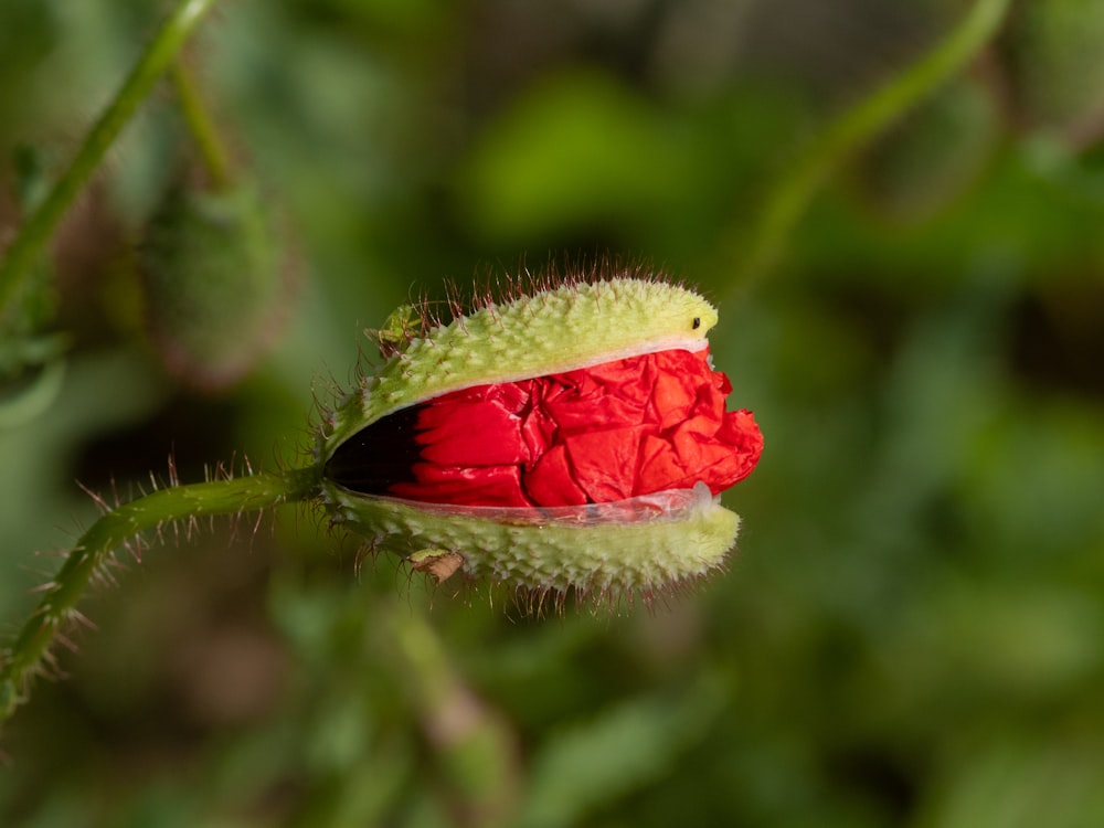 Una oruga roja y verde sentada encima de una hoja