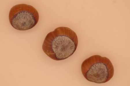 Three hazelnuts with smooth brown shells and textured ends are arranged diagonally against a light beige background. The nuts appear to have a slightly glossy surface.