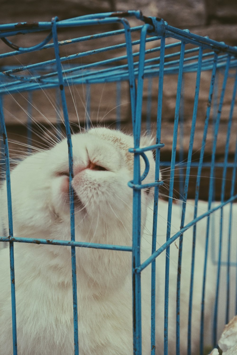 a white cat sitting inside of a blue cage