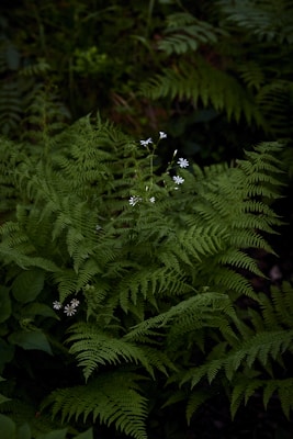 Lush green ferns dominate the scene with delicate white wildflowers scattered among them. The image captures the soft textures of the fern leaves in a forest setting, creating a tranquil and lush atmosphere.