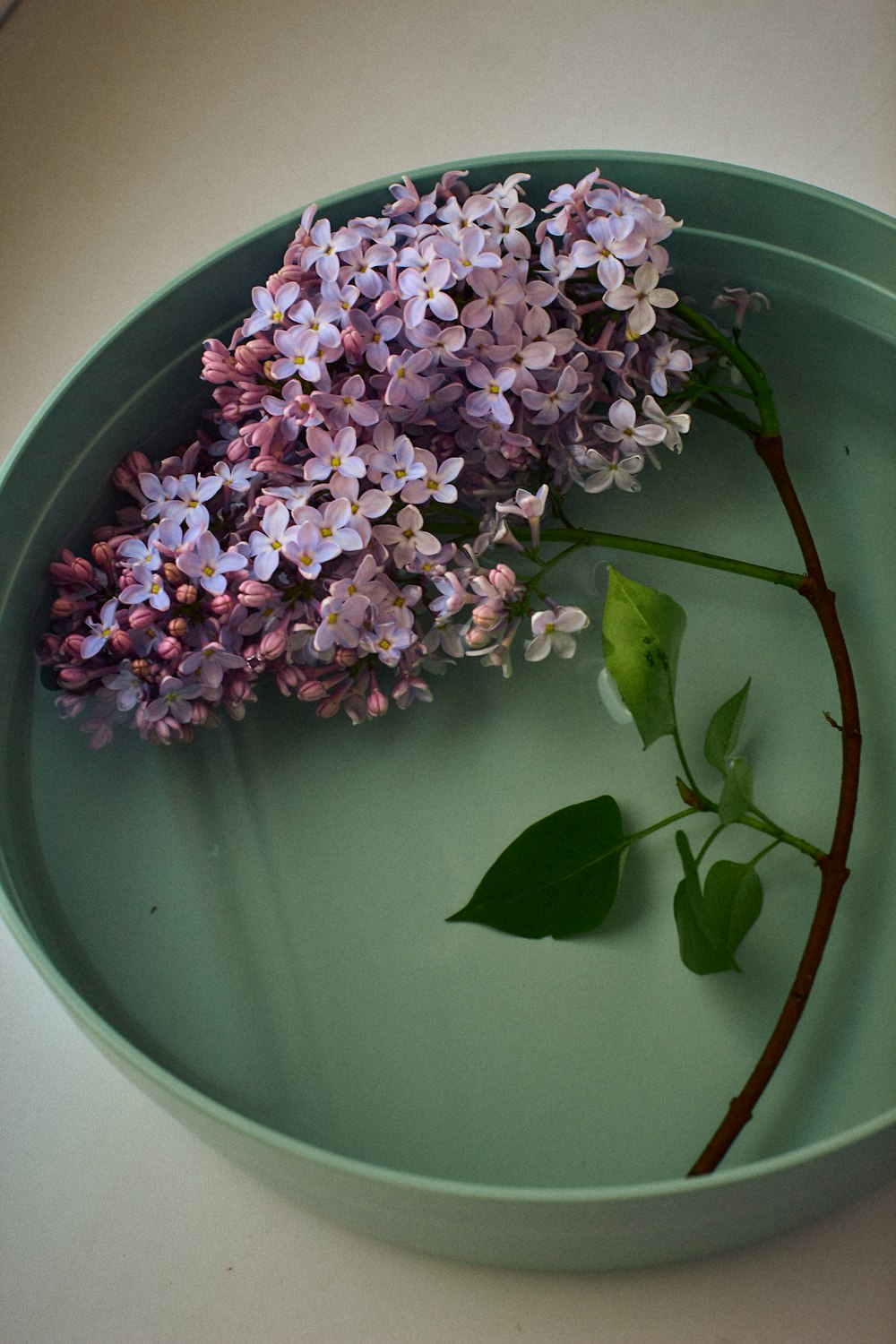 a green plate with purple flowers on it