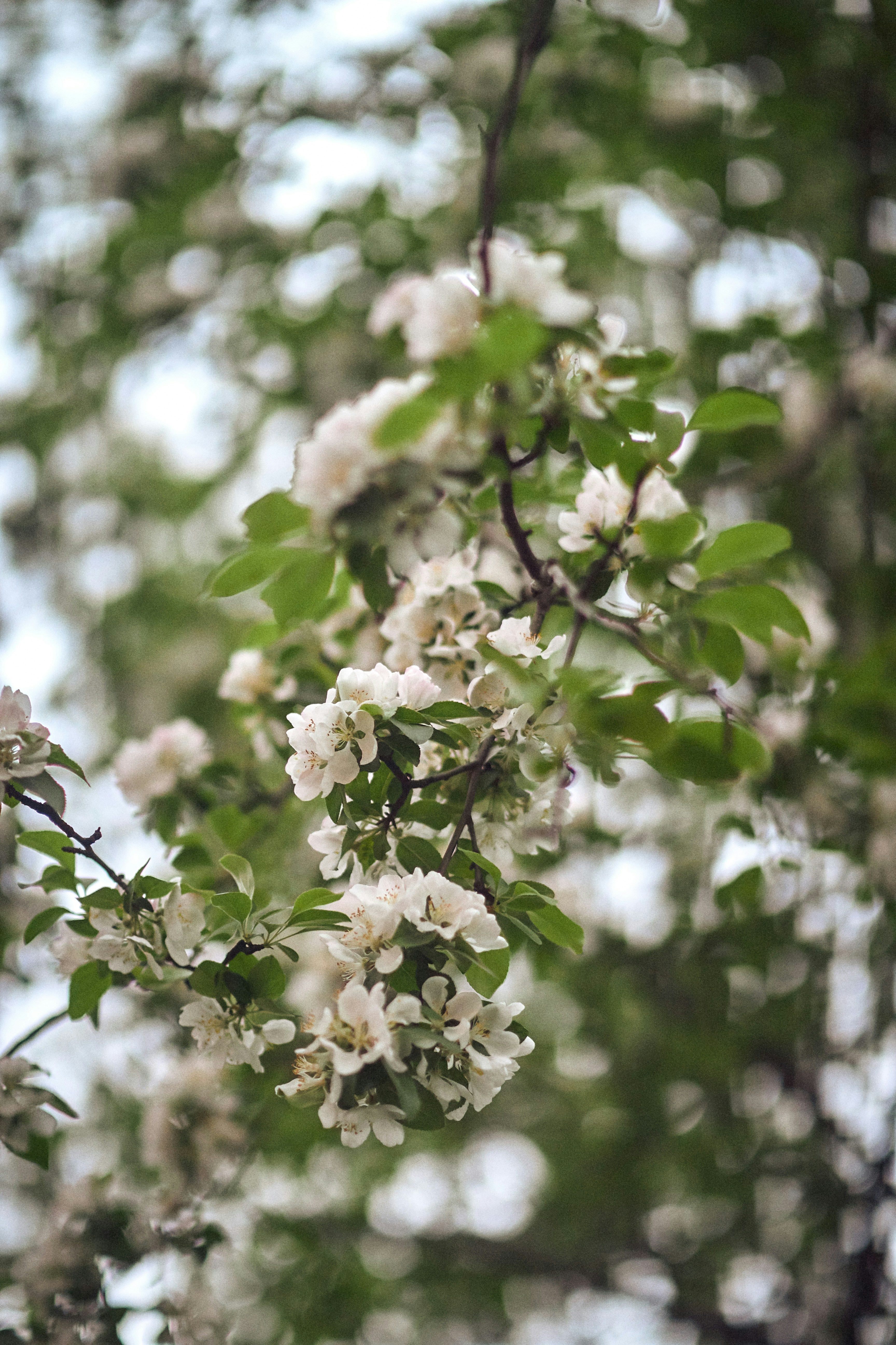 A bunch of white flowers hanging from a tree photo Free Plant Image