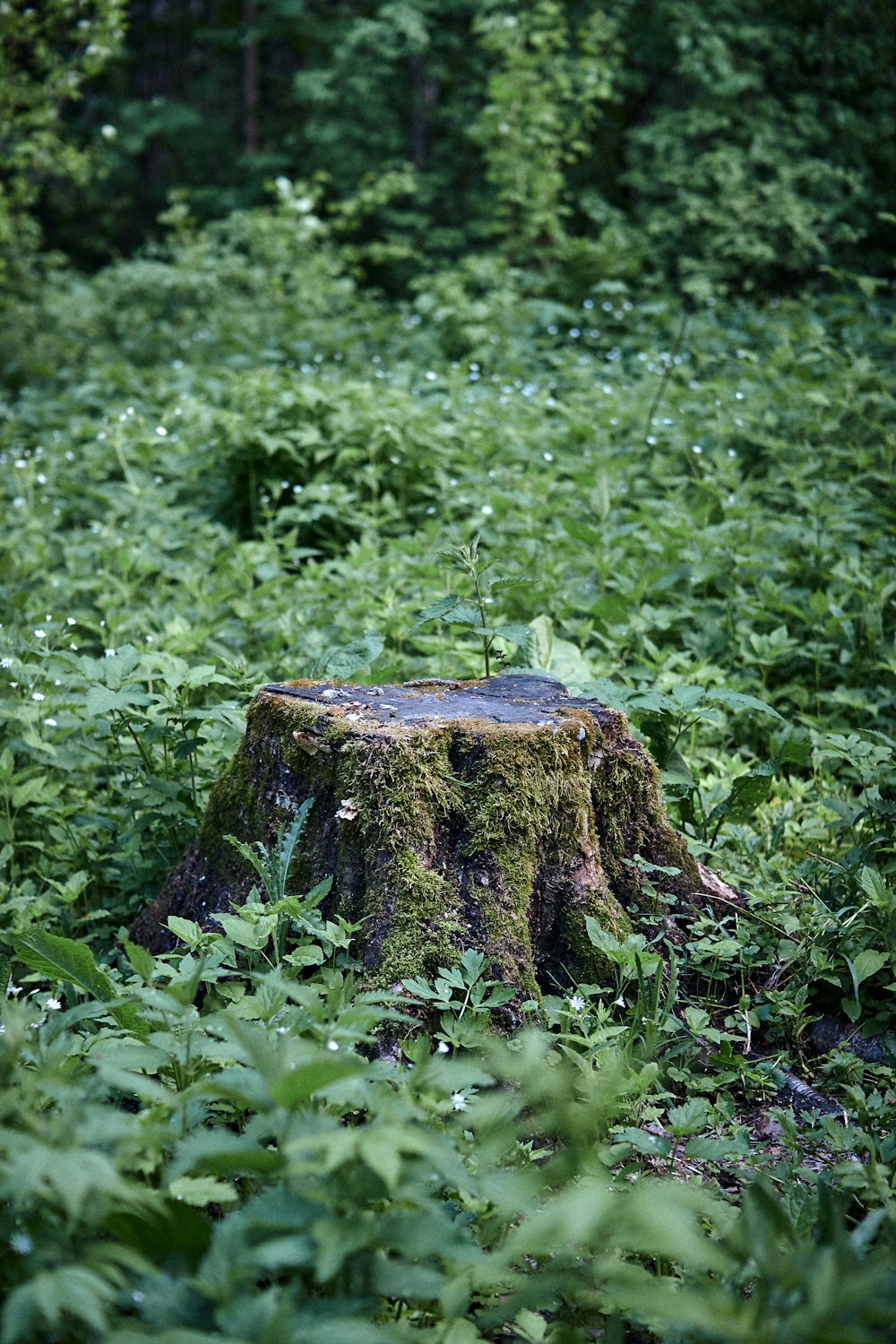 a tree stump sitting in the middle of a forest