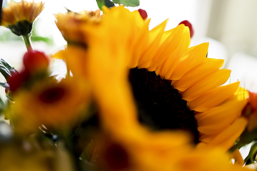 a close up of a sunflower in a vase