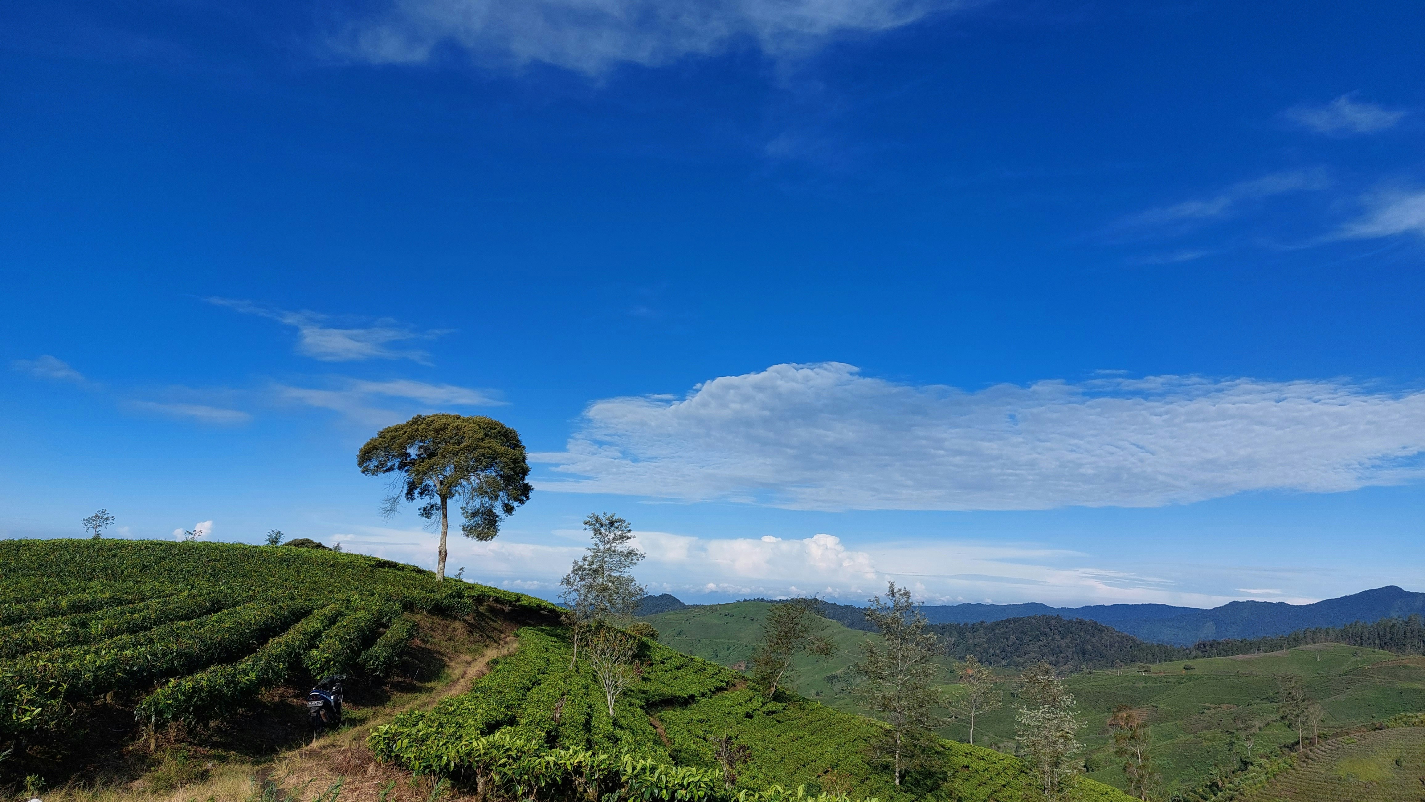 Sebuah pohon di atas bukit dengan latar belakang langit biru