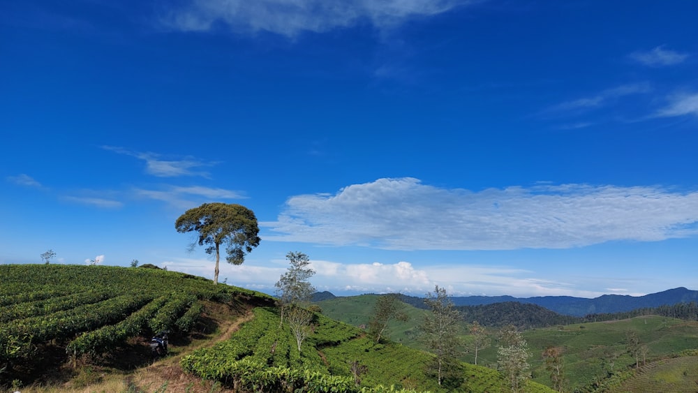 a tree on a hill with a blue sky in the background