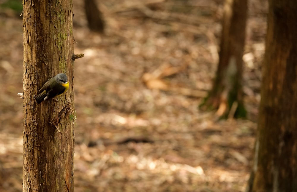 a bird perched on a tree in the woods