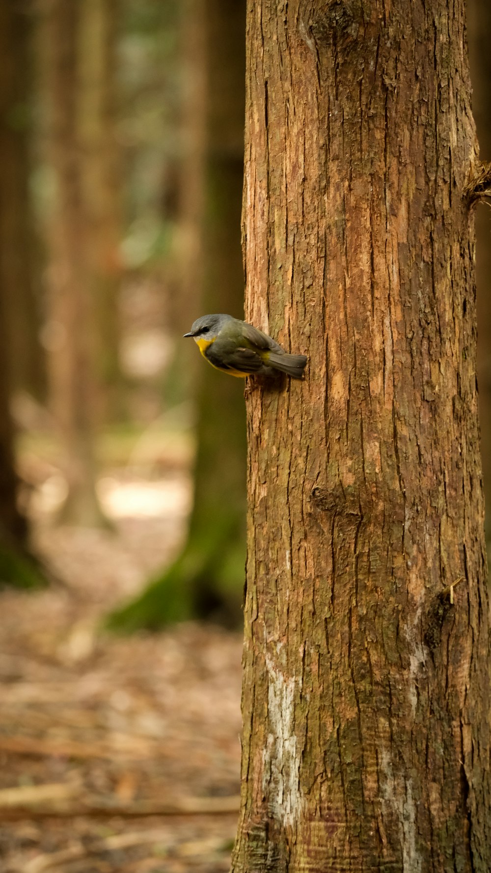 a bird perched on the side of a tree in a forest