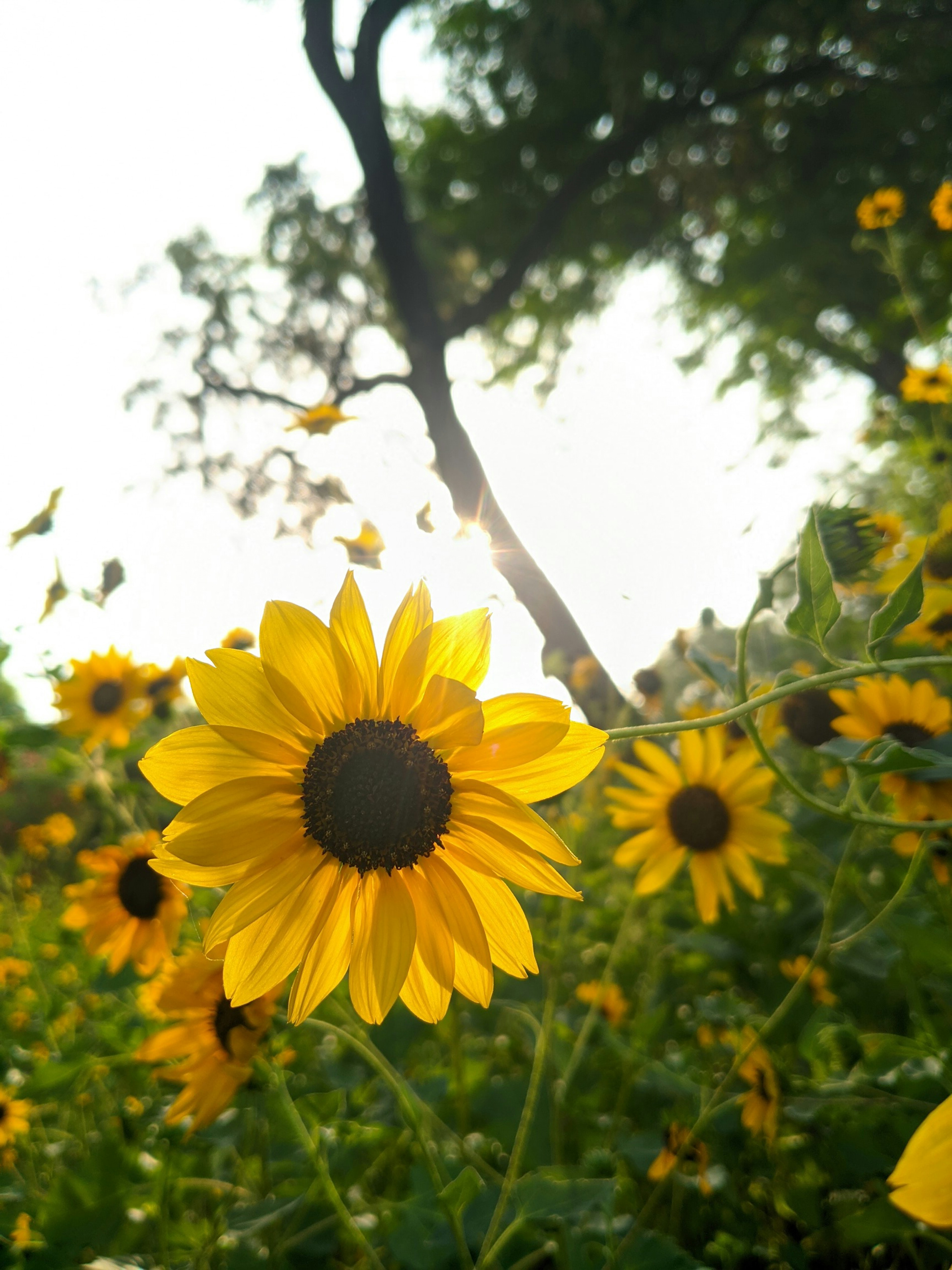 Photo by mishra_brijesh