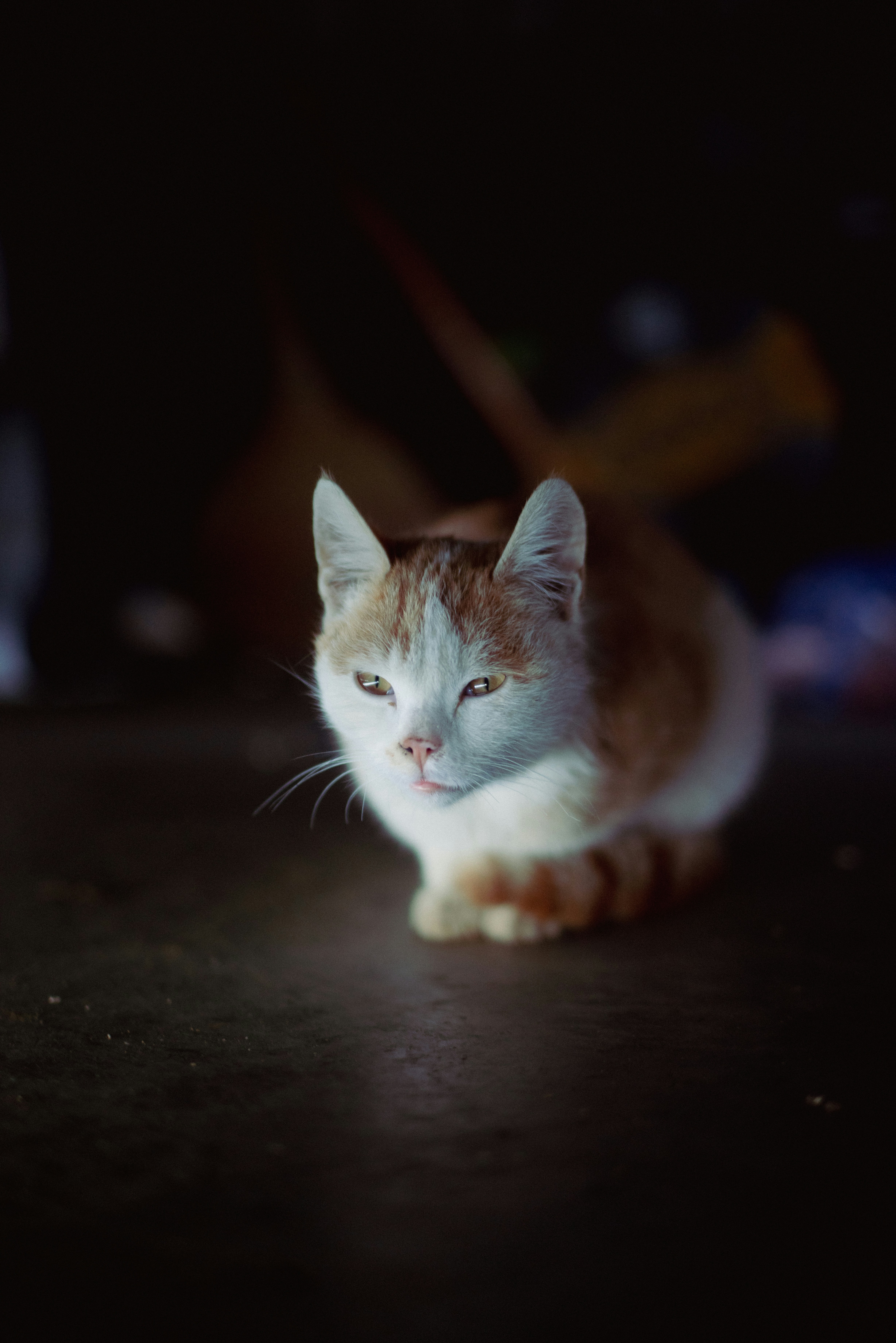 Un gato naranja y blanco sentado encima de una mesa
