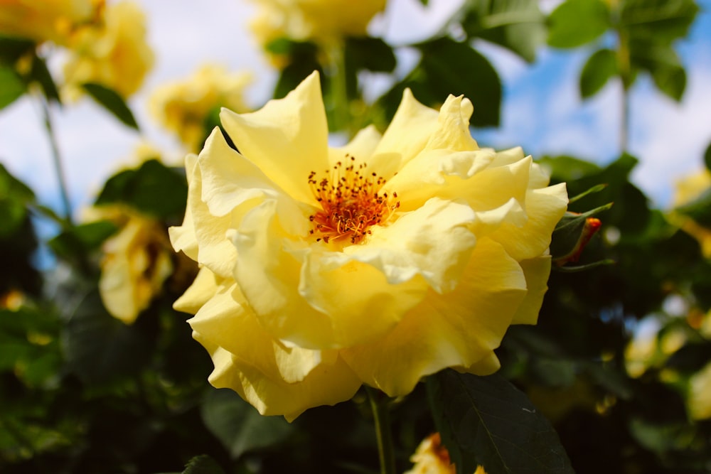 a yellow rose is blooming in a garden