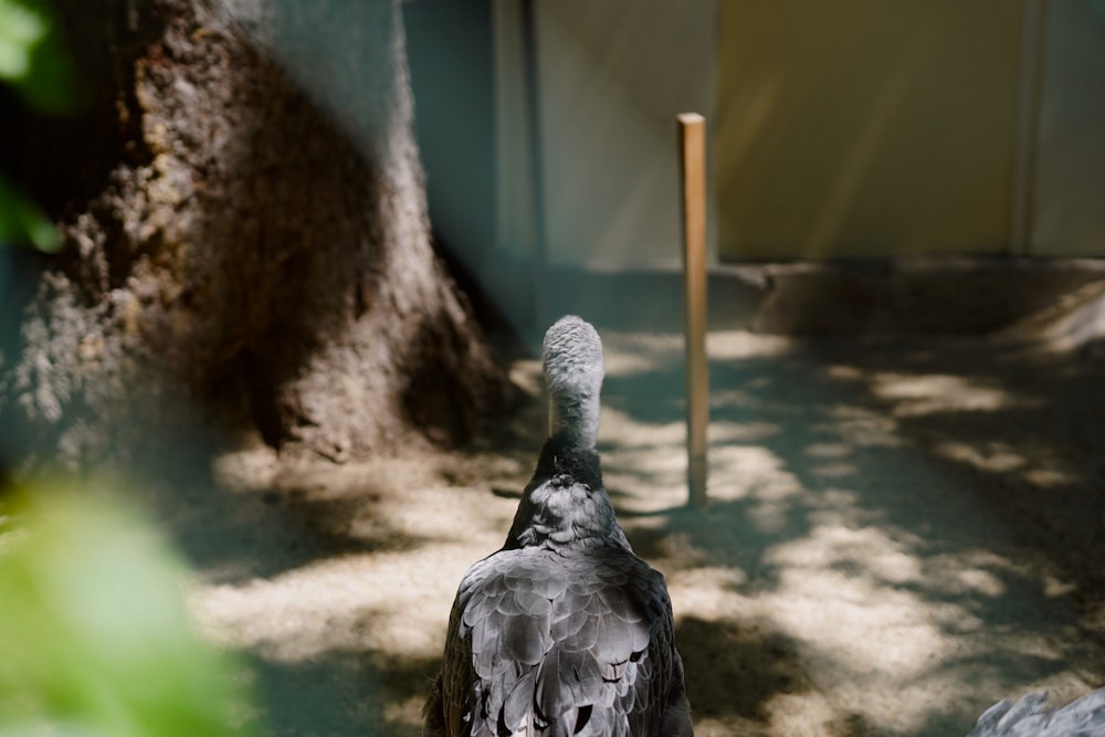 a bird is standing in the shade of a tree