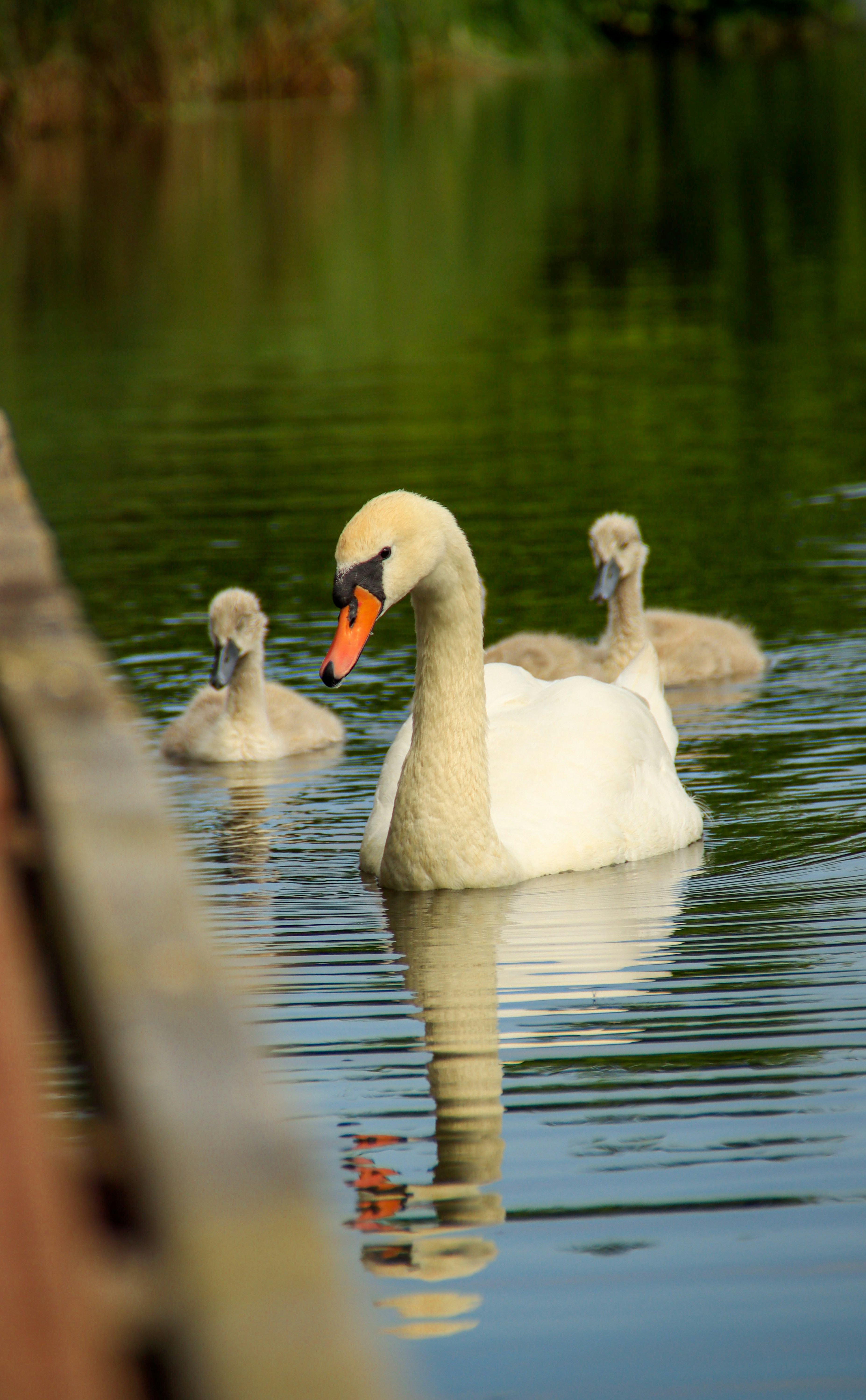 a group of swans swimming on top of a lake