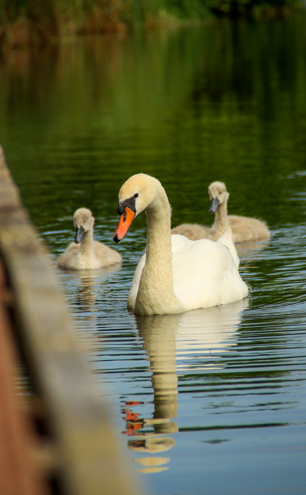 Un grupo de cisnes nadando en la cima de un lago