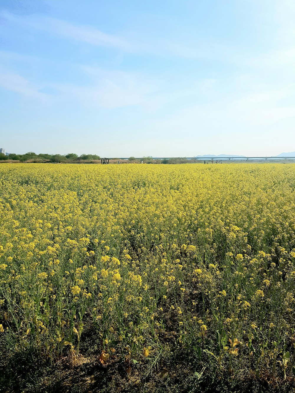 a field full of yellow flowers under a blue sky